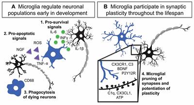 What the Spectrum of Microglial Functions Can Teach us About Fetal Alcohol Spectrum Disorder